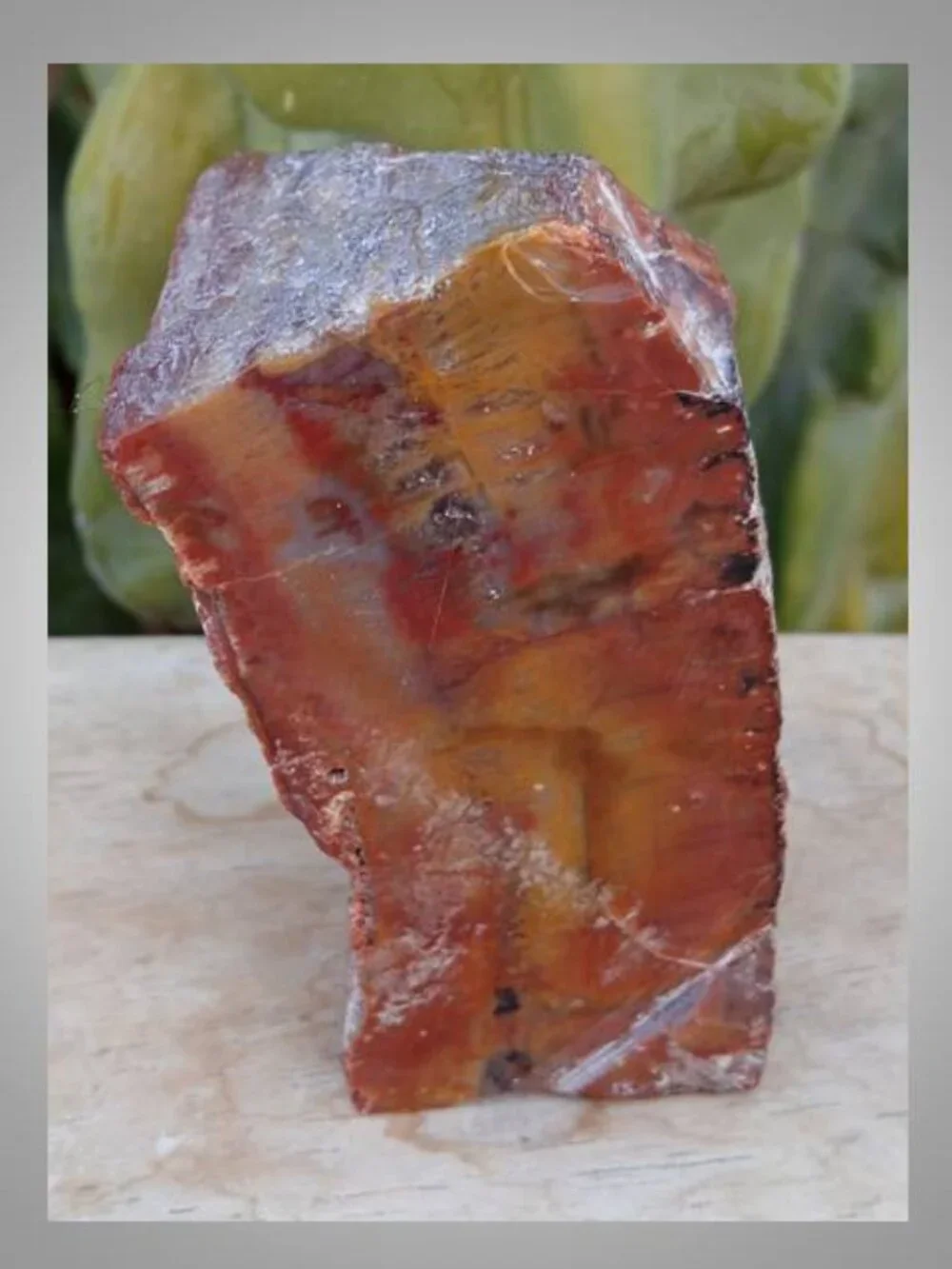 #5 Petrified Wood chunk stone fossil FORTUNE strength CALMNESS